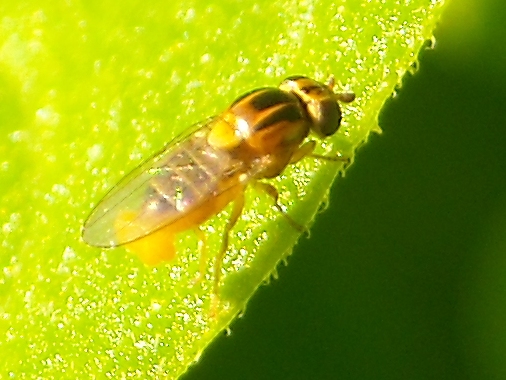 aiuto identificazione